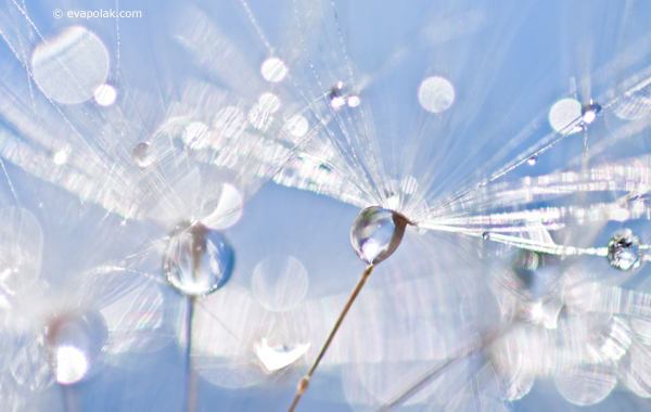 impression of dandelions, abstract
